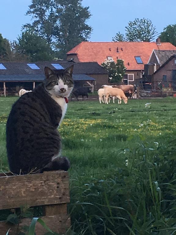 Bed And Breakfast De Bosakker Epse Zewnętrze zdjęcie